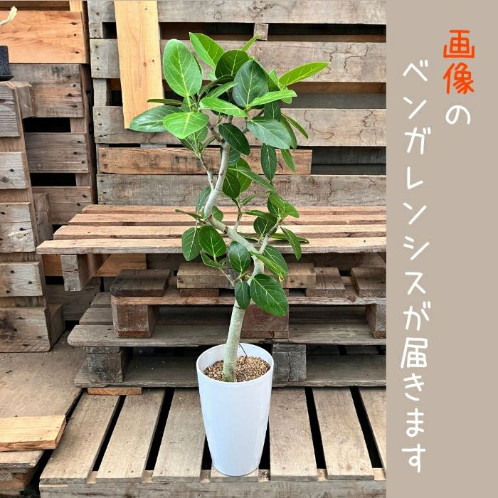 観葉植物現品販売