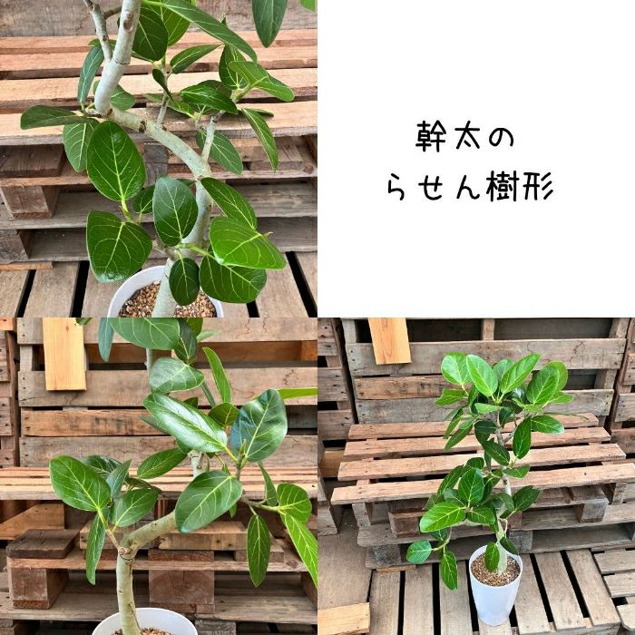 観葉植物現品販売