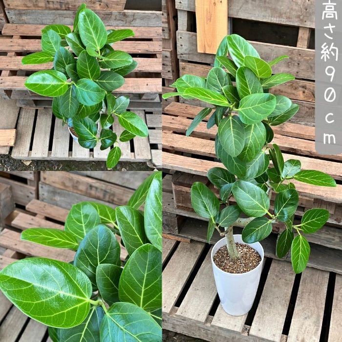 観葉植物現品販売