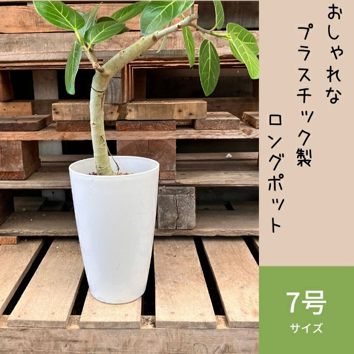観葉植物現品販売