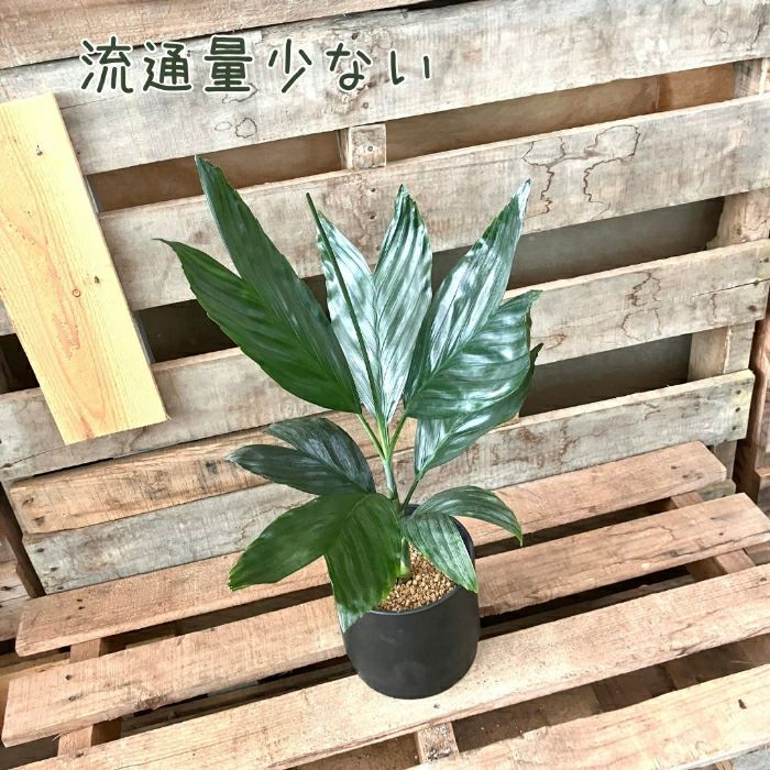 観葉植物現品販売