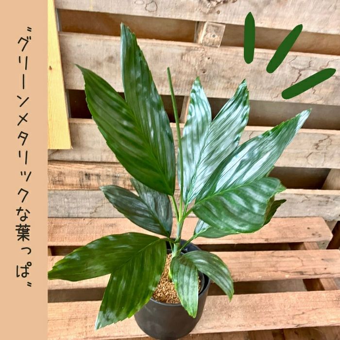 観葉植物現品販売