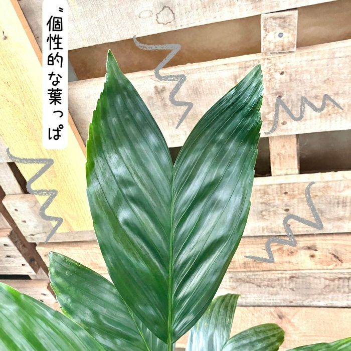 観葉植物現品販売