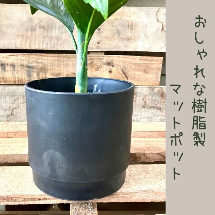 観葉植物現品販売