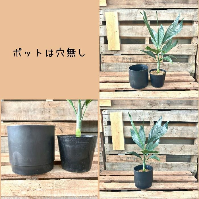 観葉植物現品販売