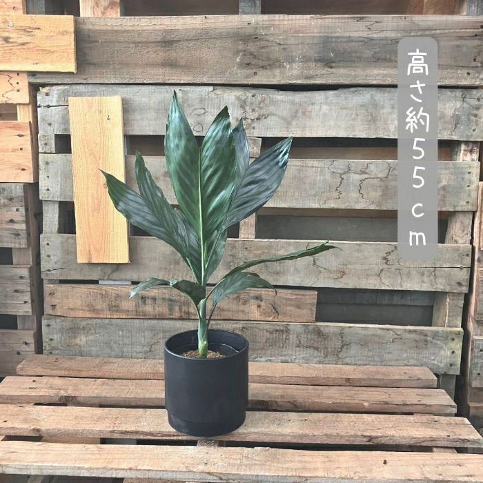 観葉植物現品販売