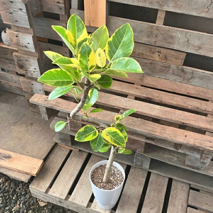 観葉植物現品販売