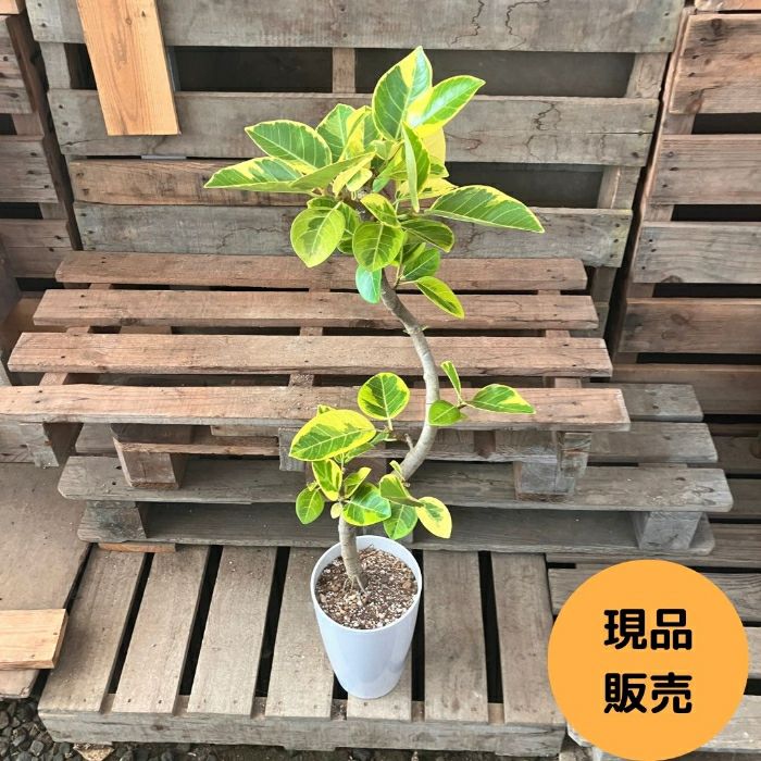 観葉植物現品販売