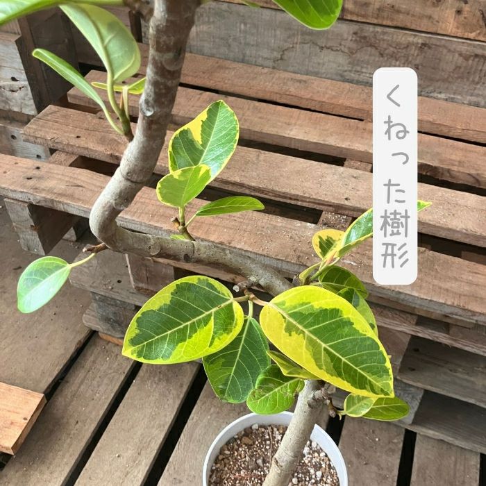 観葉植物現品販売