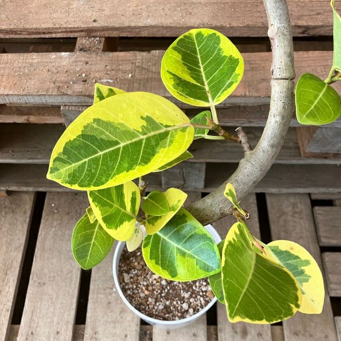 観葉植物現品販売