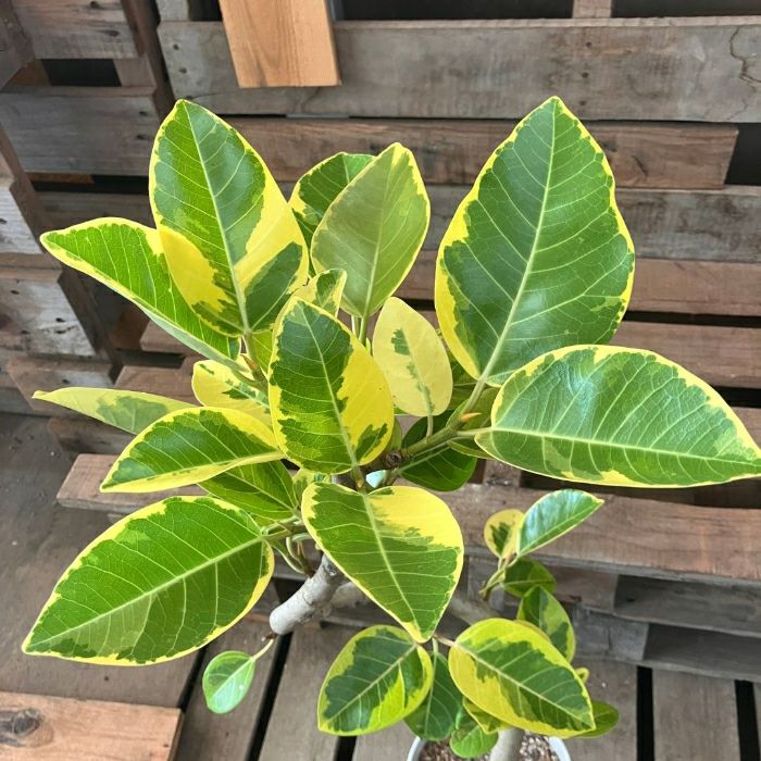 観葉植物現品販売