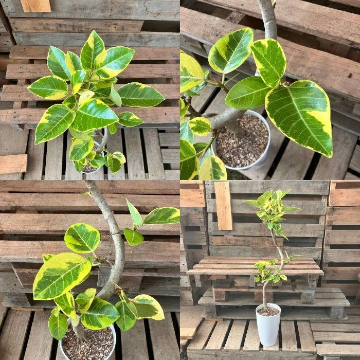 観葉植物現品販売