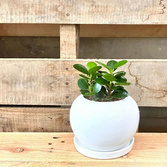 観葉植物現品販売