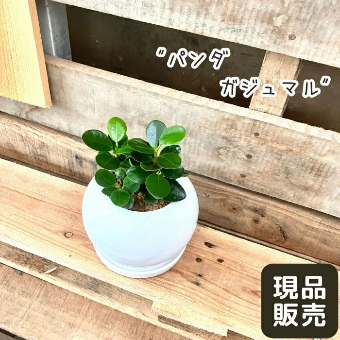 観葉植物現品販売
