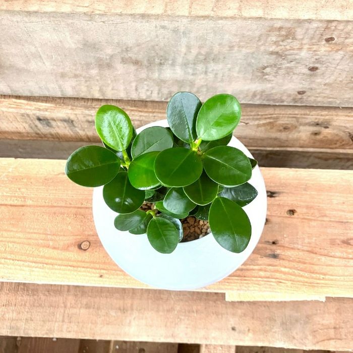 観葉植物現品販売