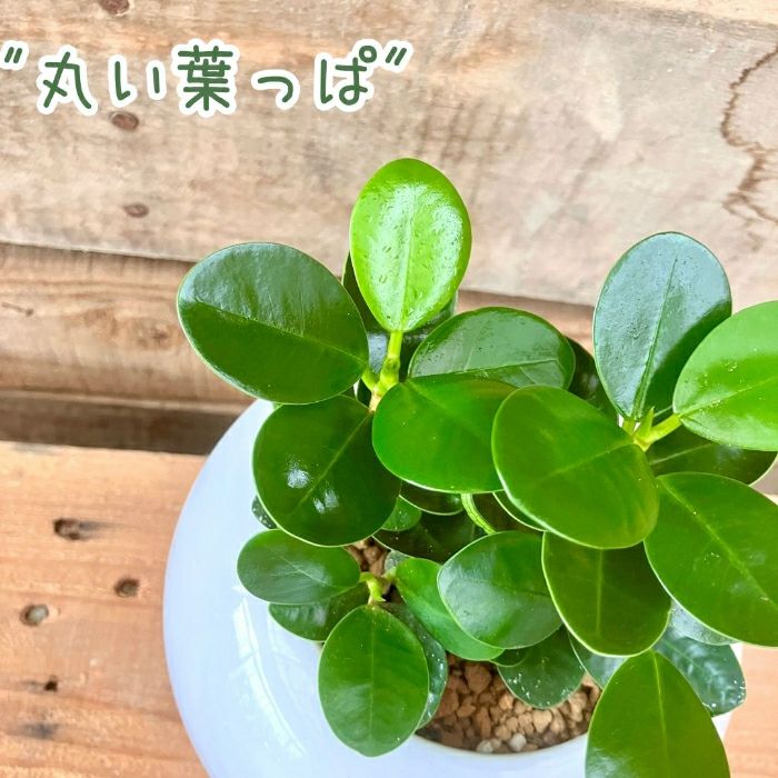 観葉植物現品販売