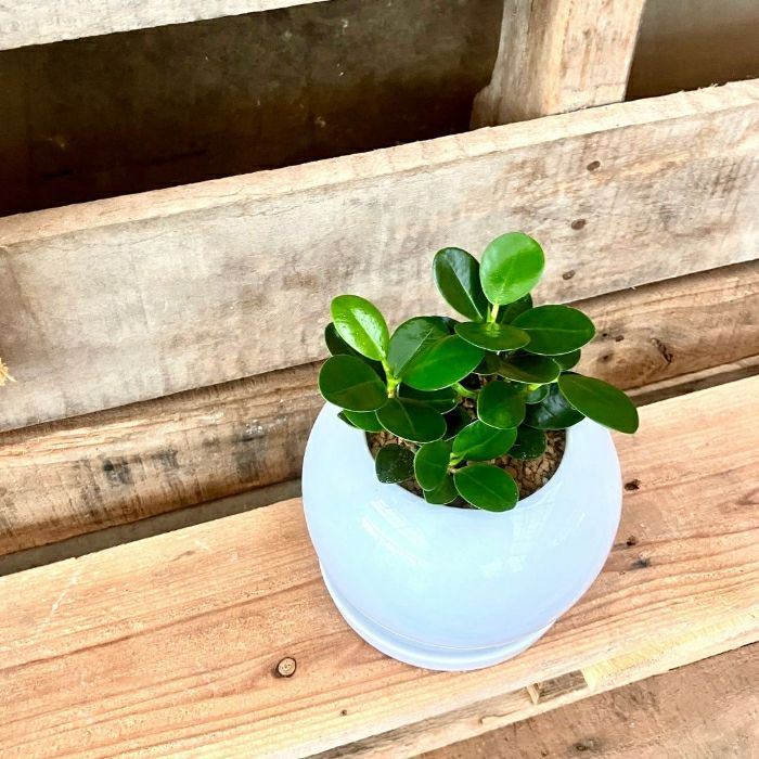 観葉植物現品販売