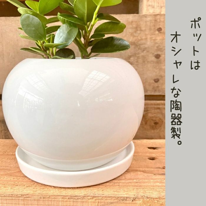 観葉植物現品販売