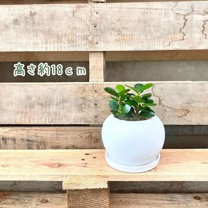 観葉植物現品販売