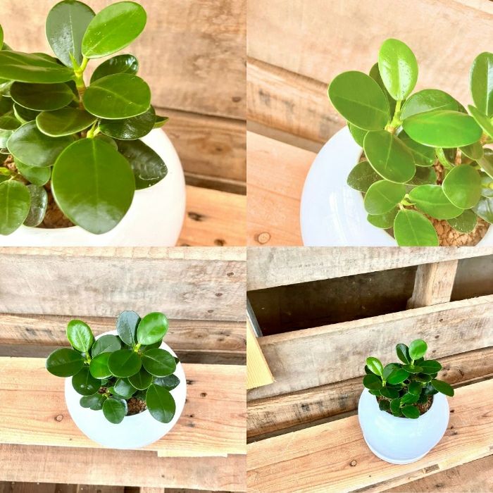 観葉植物現品販売