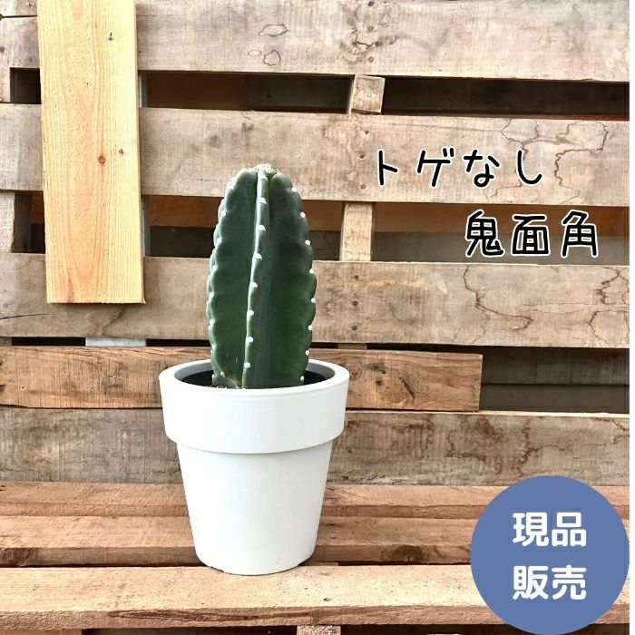 観葉植物現品販売
