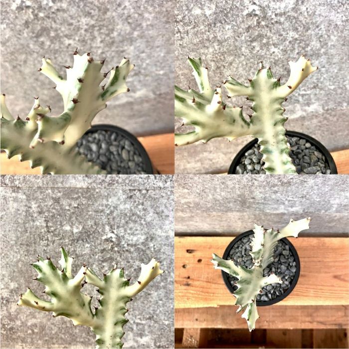 観葉植物現品販売