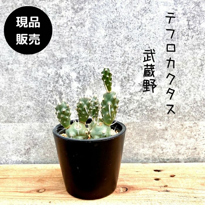 観葉植物現品販売