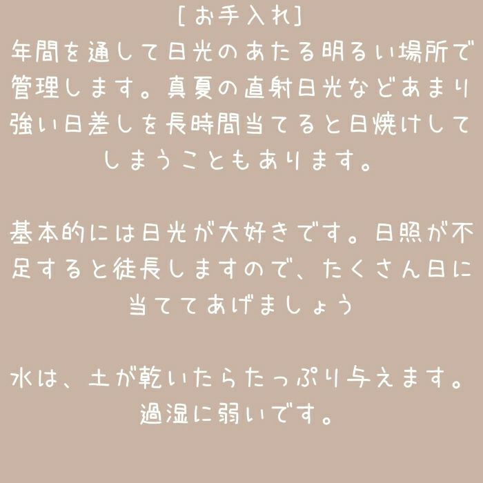 観葉植物現品販売