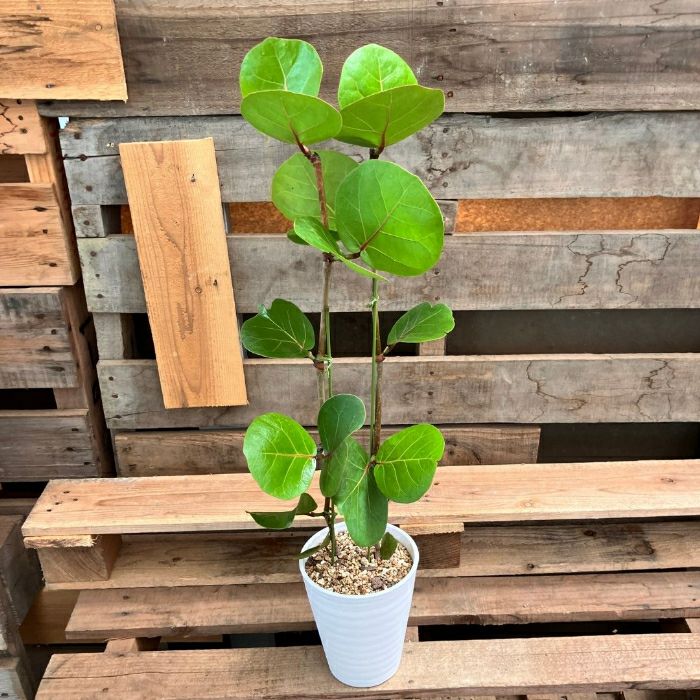 観葉植物現品販売