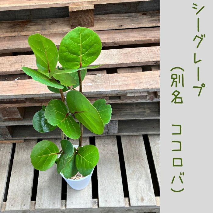 観葉植物現品販売