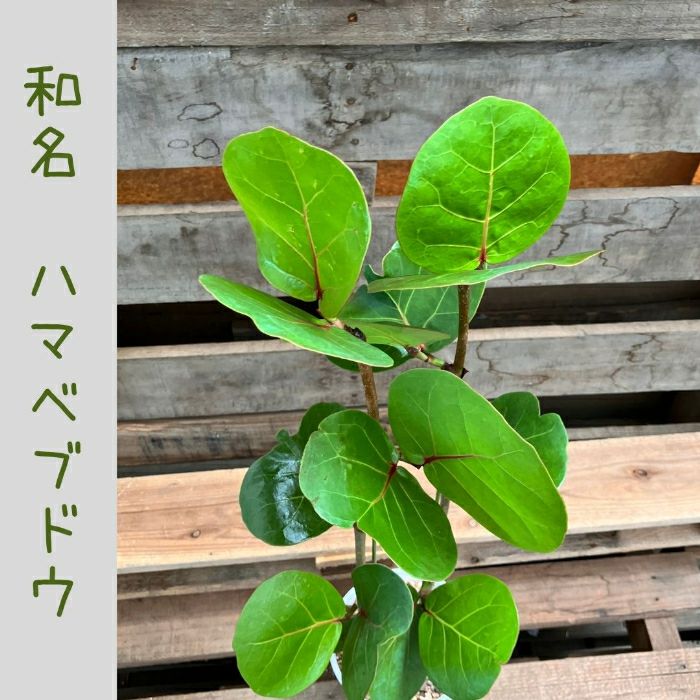 観葉植物現品販売
