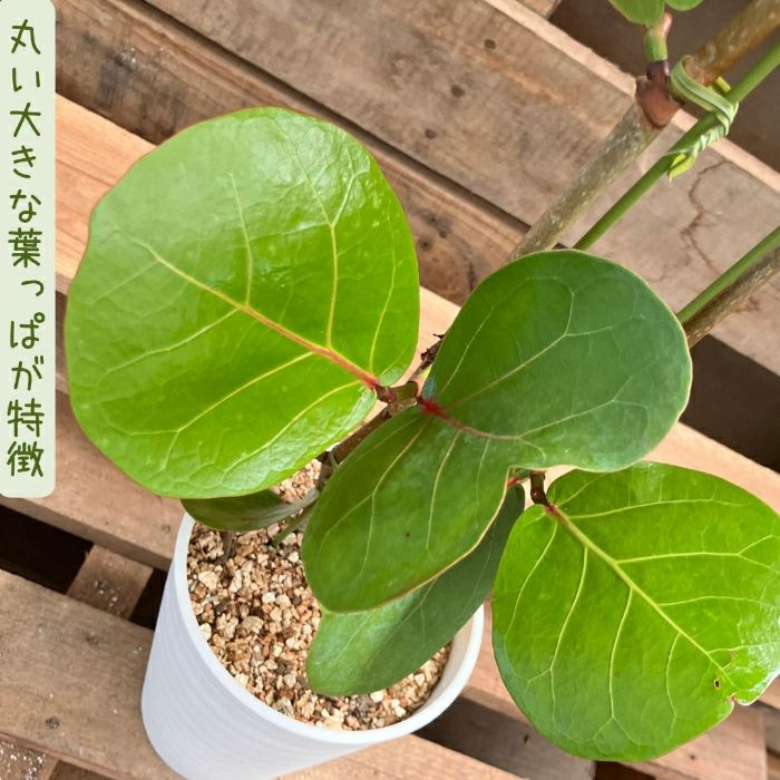 観葉植物現品販売