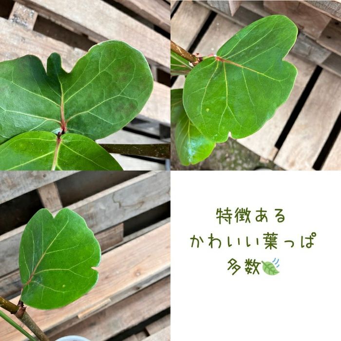 観葉植物現品販売