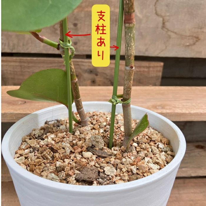 観葉植物現品販売