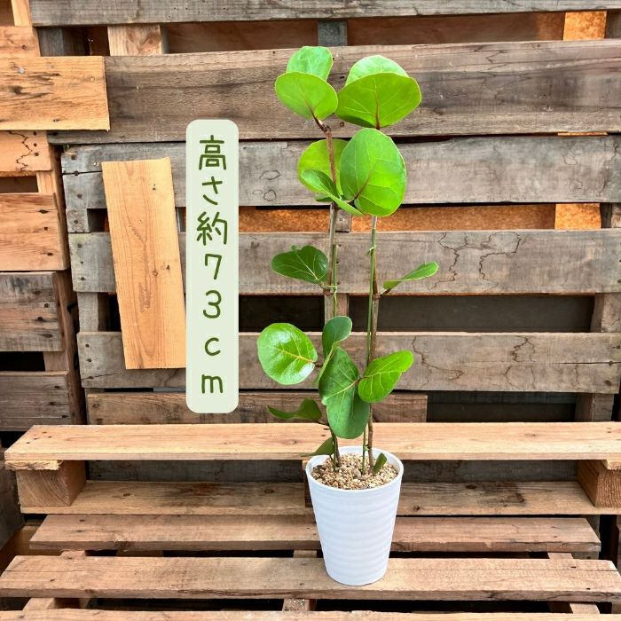 観葉植物現品販売