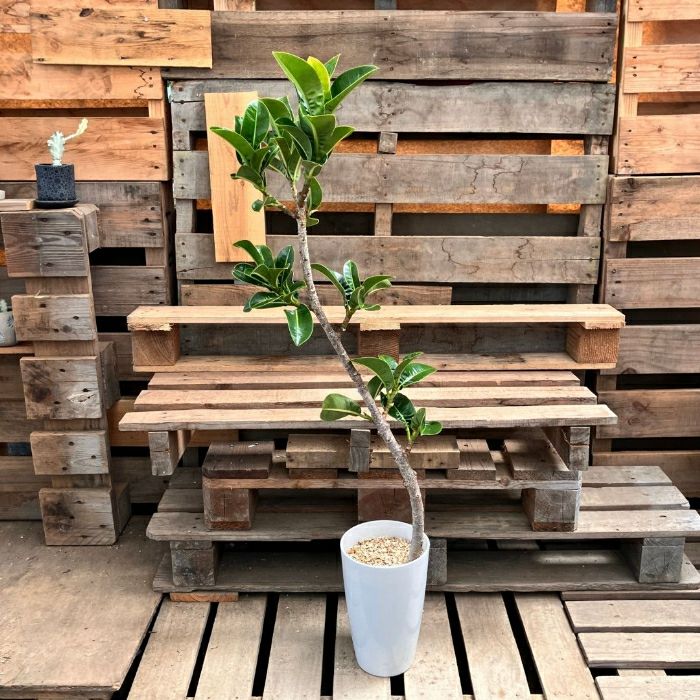 観葉植物現品販売