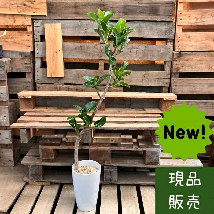 観葉植物現品販売