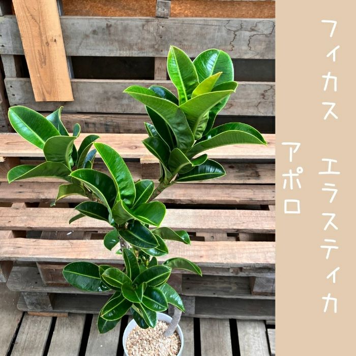 観葉植物現品販売