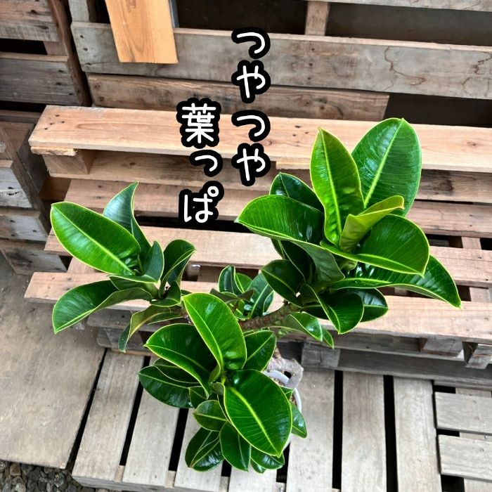 観葉植物現品販売