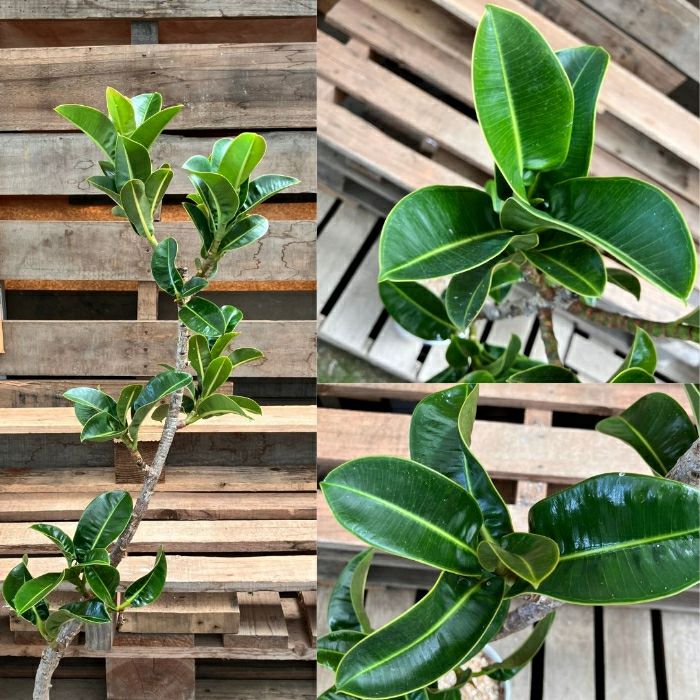 観葉植物現品販売