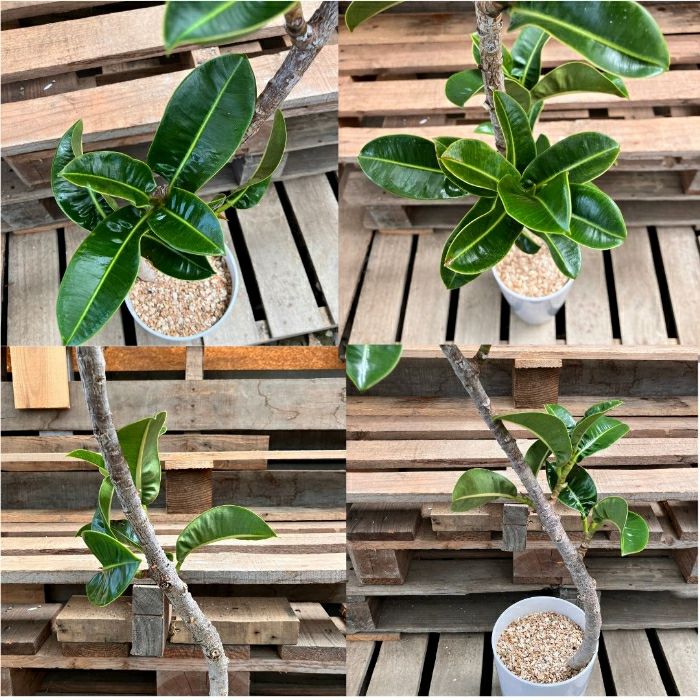 観葉植物現品販売