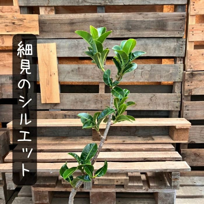 観葉植物現品販売