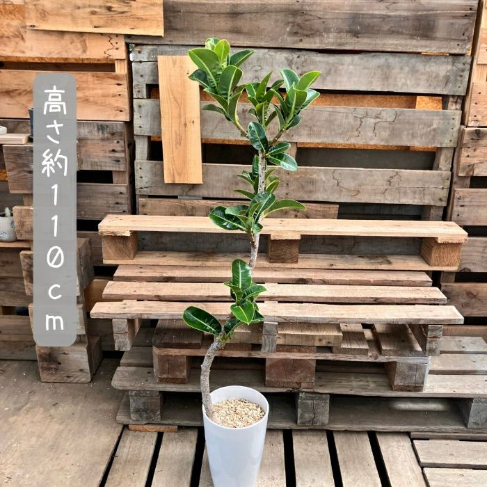 観葉植物現品販売