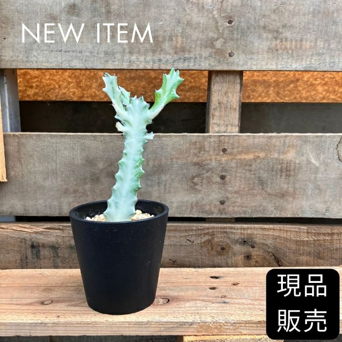 観葉植物現品販売