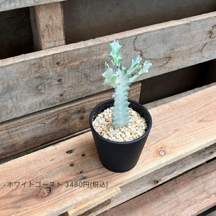 観葉植物現品販売