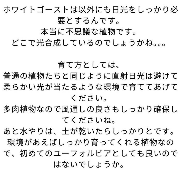 観葉植物現品販売