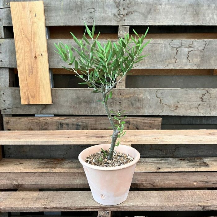 観葉植物現品販売