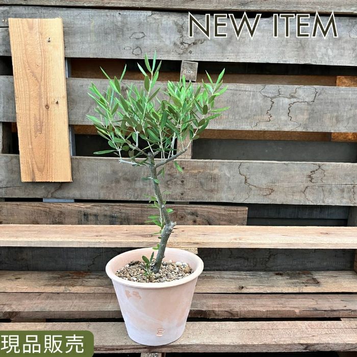 観葉植物現品販売