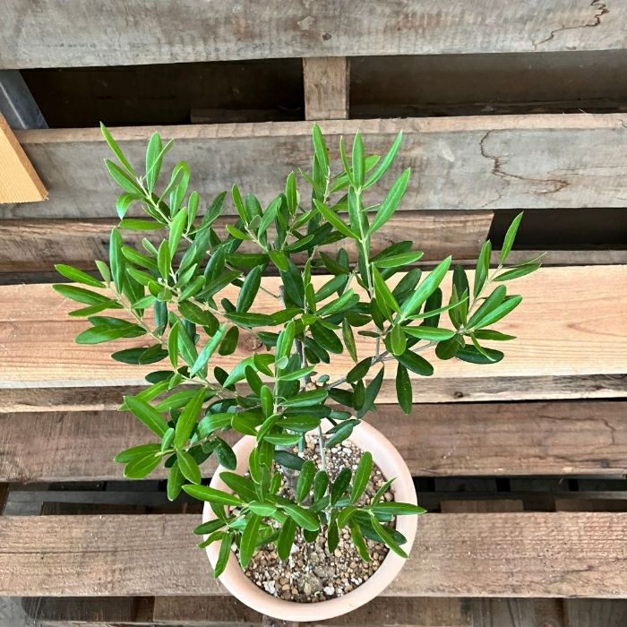 観葉植物現品販売