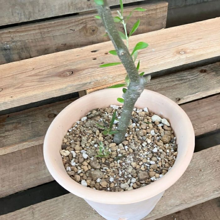 観葉植物現品販売